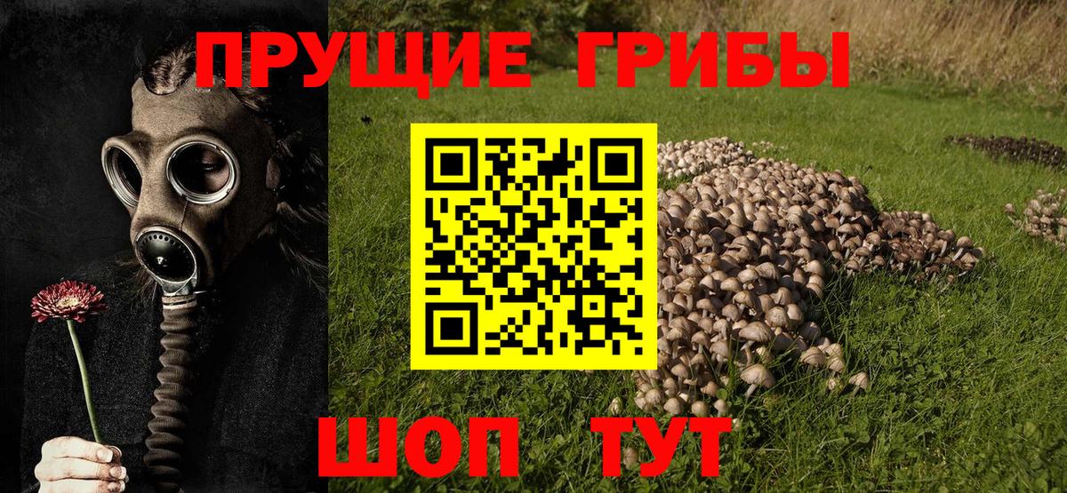 Псилоцибиновые грибы Cubensis  Вход с VPN  Ейск 